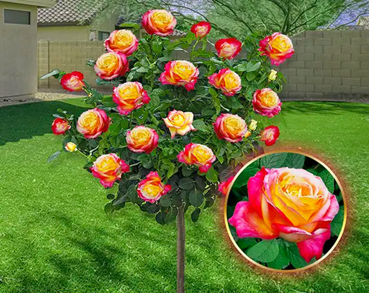 Højstammede rose Double Delight