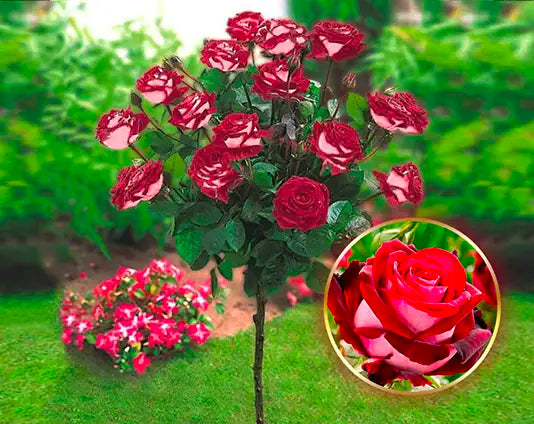 Højstammede rose Osiria