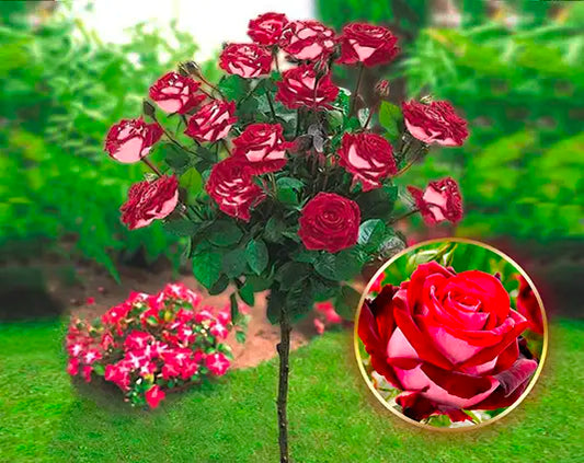 Højstammede rose Osiria