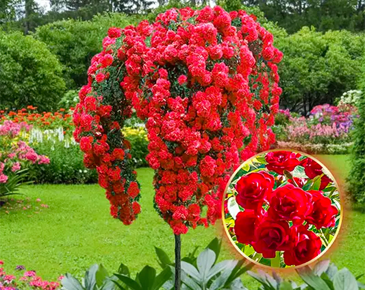 Højstammede rose Scarlet