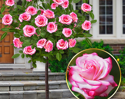 Højstammede rose Laminuette