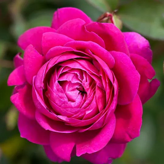 Højstammede rose Old Port - 70